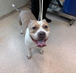 Shelter Stray Female Dog last seen Apt 6B,416 E 137 Street, BRONX, NY, 10454, 326 E 110th St, New York, NY 10029, USA