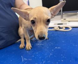 Shelter Stray Male Dog last seen Melrose Avenue, BRONX, NY, 10451, 326 E 110th St, New York, NY 10029, USA