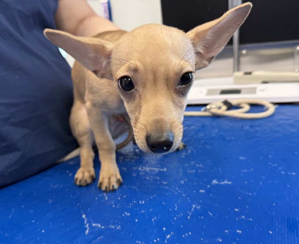 Shelter Stray Male Dog last seen Melrose Avenue, BRONX, NY, 10451, 326 E 110th St, New York, NY 10029, USA