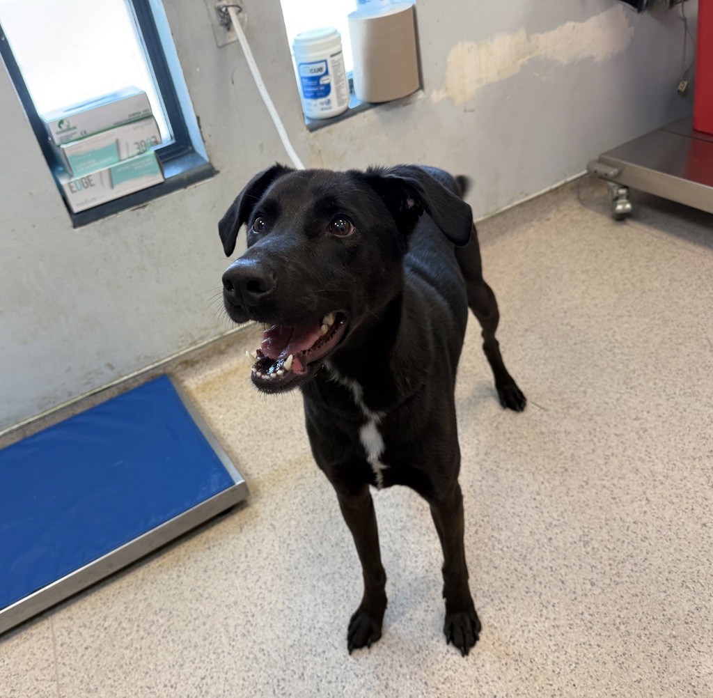 Shelter Stray Male Dog last seen Near Laconia Avenue, BRONX, NY, 10466, 326 E 110th St, New York, NY 10029, USA