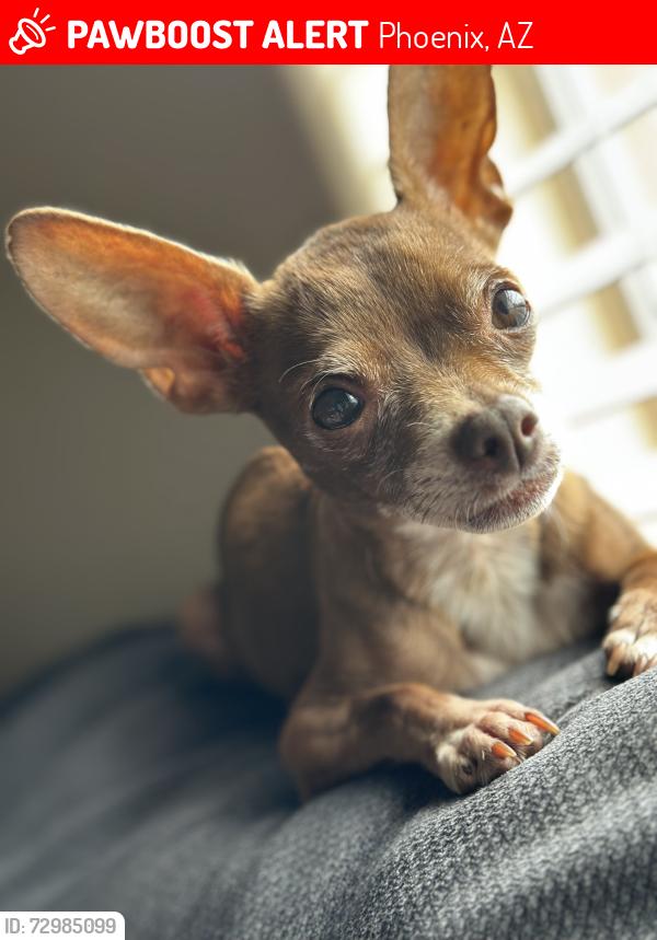 Lost Female Dog last seen 35th Ave and Camelback Road, Phoenix, AZ 85019