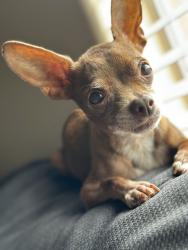 Lost Female Dog last seen 35th Ave and Camelback Road, Phoenix, AZ 85019