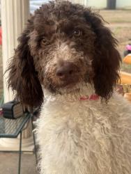 Reunited Female Dog last seen Near library on Jefferson Avenue , Birmingham, AL 35217