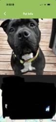 Reunited Female Dog last seen Marechal Ln, Florissant, MO 63031, USA, Florissant, MO 63031