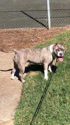 Reunited Female Dog last seen Lowdermilk street / Dawson Ave, Greensboro, NC 27401