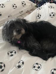 Lost Female Dog last seen Portland ave , Tacoma, WA 98404