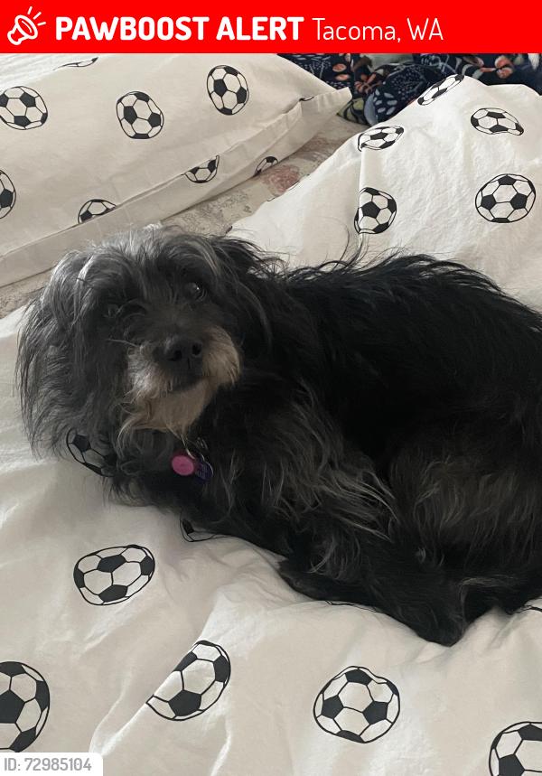 Lost Female Dog last seen Portland ave , Tacoma, WA 98404