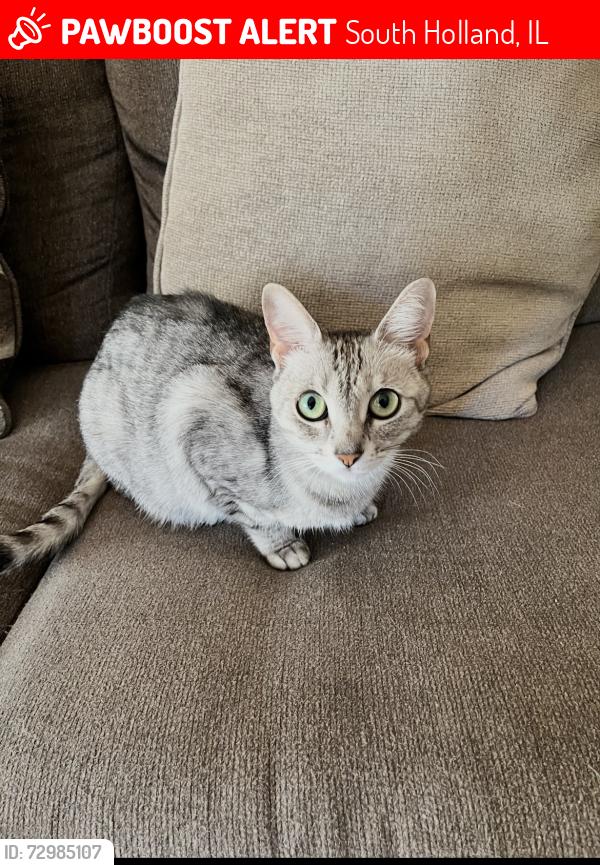 Lost Female Cat last seen Claire lane, South Holland, IL 60473