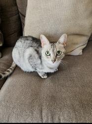 Lost Female Cat last seen Claire lane, South Holland, IL 60473