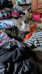 Reunited Male Cat last seen Culpeper street, Fredericksburg, VA 22405