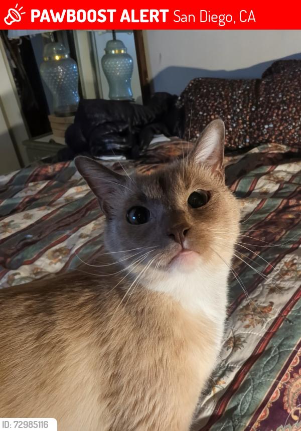 Lost Male Cat last seen Snowdrop, San Diego, CA 92105