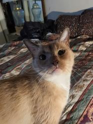 Lost Male Cat last seen Snowdrop, San Diego, CA 92105