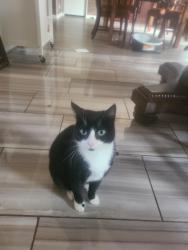 Lost Female Cat last seen Allen Bridge Rd & Durbin Church Rd, Fountain Inn, SC 29644