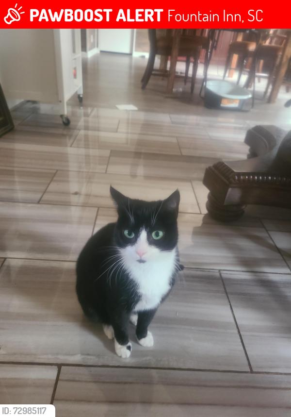 Lost Female Cat last seen Allen Bridge Rd & Durbin Church Rd, Fountain Inn, SC 29644
