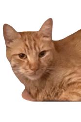 Lost Male Cat last seen stella and prudence, Tucson, AZ 85730