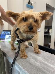 Reunited Unknown Dog last seen Hemby bridge commons neighborhood, Indian Trail, NC 28079