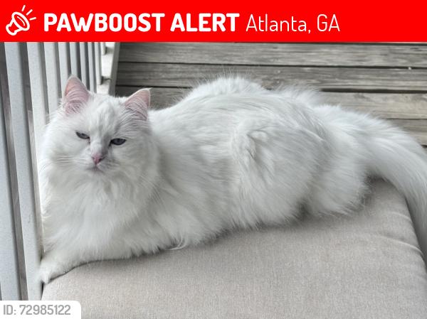 Lost Female Cat last seen Park at the Hills apmts, Atlanta, GA 30342