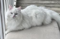 Lost Female Cat last seen Park at the Hills apmts, Atlanta, GA 30342