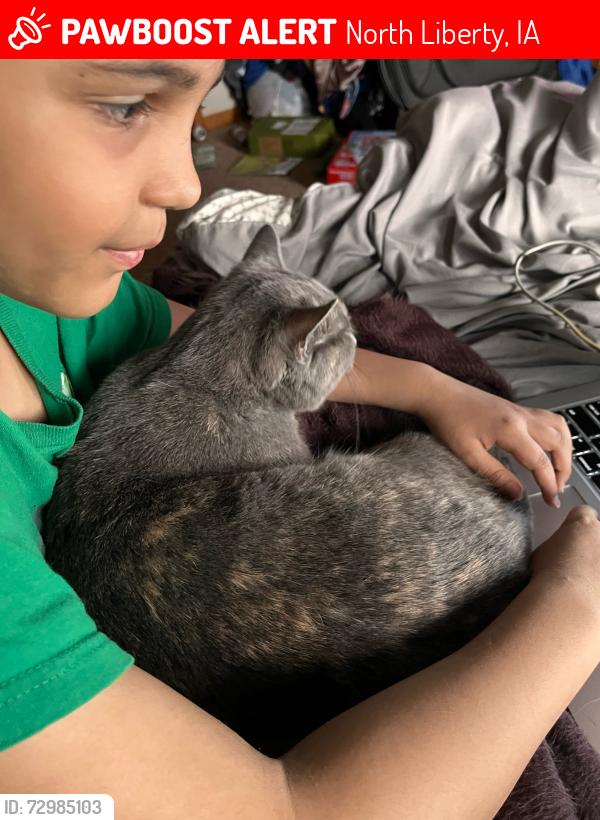 Lost Female Cat last seen Alydar and kansas, North Liberty, IA 52317