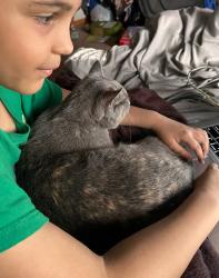 Lost Female Cat last seen Alydar and kansas, North Liberty, IA 52317