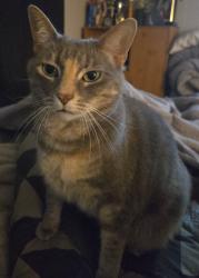 Lost Female Cat last seen Camp Road, near Greentree circle., Salisbury, NC 28147