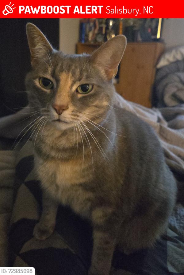 Lost Female Cat last seen Camp Road, near Greentree circle., Salisbury, NC 28147