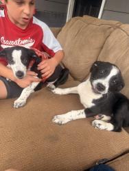 Found/Stray Male Dog last seen 37th and Cleveland, Kansas City, MO 64128