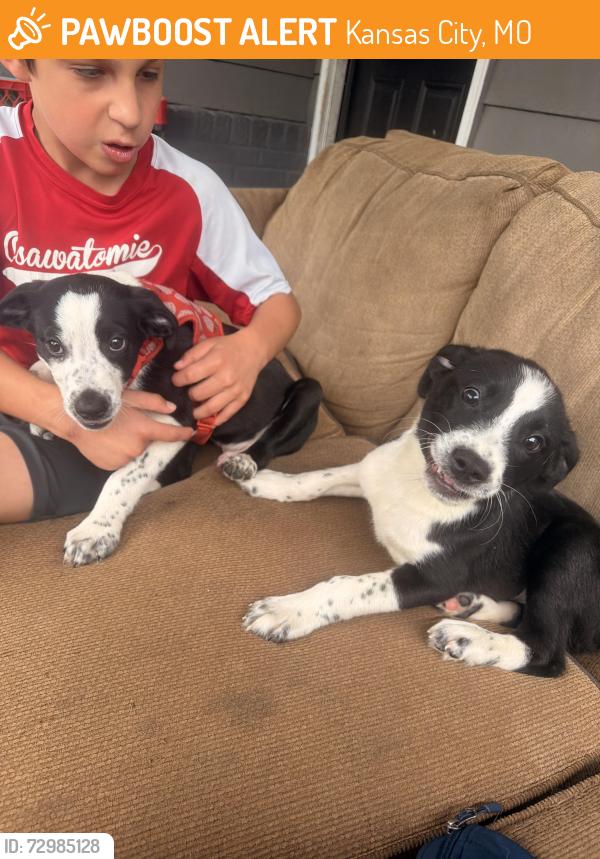 Found/Stray Male Dog last seen 37th and Cleveland, Kansas City, MO 64128
