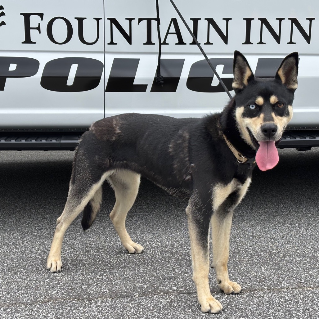 Shelter Stray Female Dog last seen , 300 N Main St, Fountain Inn, SC 29644, USA