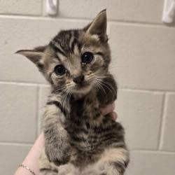 Shelter Stray Male Cat last seen , 54687 Co Rd 19, Bristol, IN 46507, USA
