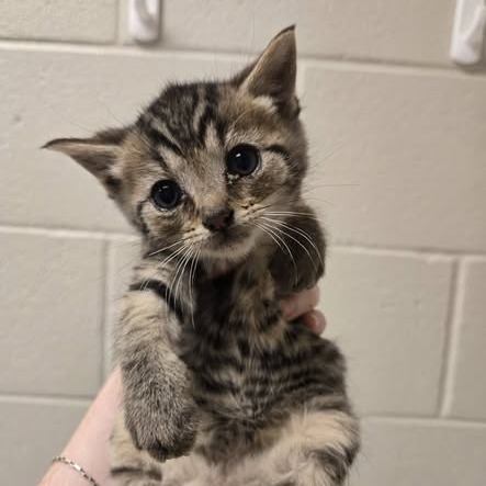 Shelter Stray Male Cat last seen , 54687 Co Rd 19, Bristol, IN 46507, USA