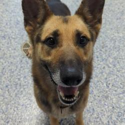 Shelter Stray Male Dog last seen , 328 Furman Hall Rd, Greenville, SC 29609, USA