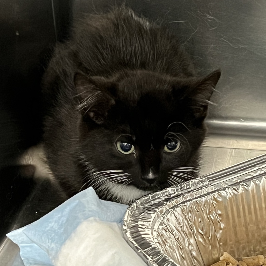 Shelter Stray Female Cat last seen , 4525 W Wendover Ave, Greensboro, NC 27409, USA