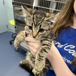 Shelter Stray Female Cat last seen , 4525 W Wendover Ave, Greensboro, NC 27409, USA