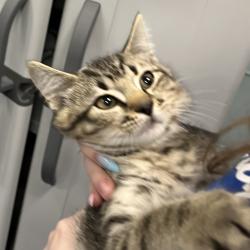 Shelter Stray Male Cat last seen , 4525 W Wendover Ave, Greensboro, NC 27409, USA