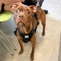 Shelter Stray Female Dog last seen , Philadelphia, PA 19140