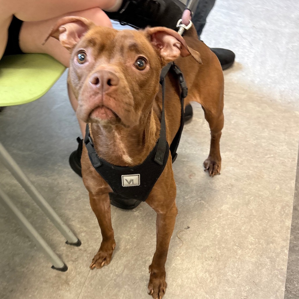 Shelter Stray Female Dog last seen , Philadelphia, PA 19140