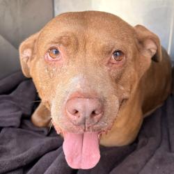 Shelter Stray Female Dog last seen , Philadelphia, PA 19140