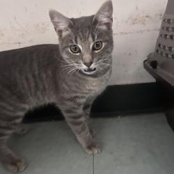Shelter Stray Unknown Cat last seen , Philadelphia, PA 19140