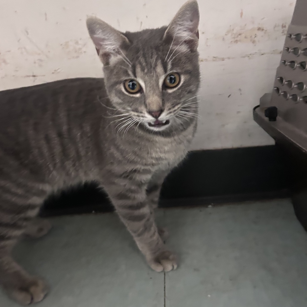 Shelter Stray Unknown Cat last seen , Philadelphia, PA 19140