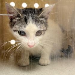 Shelter Stray Unknown Cat last seen , Philadelphia, PA 19140