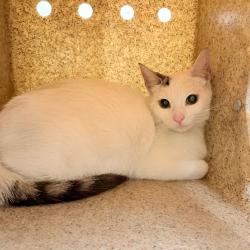 Shelter Stray Unknown Cat last seen , Philadelphia, PA 19140