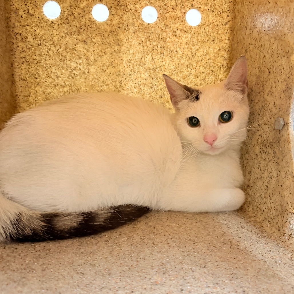 Shelter Stray Unknown Cat last seen , Philadelphia, PA 19140