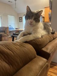 Lost Female Cat last seen Rainshore Rd, Harris County, TX 77449