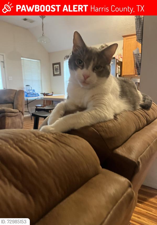 Lost Female Cat last seen Rainshore Rd, Harris County, TX 77449
