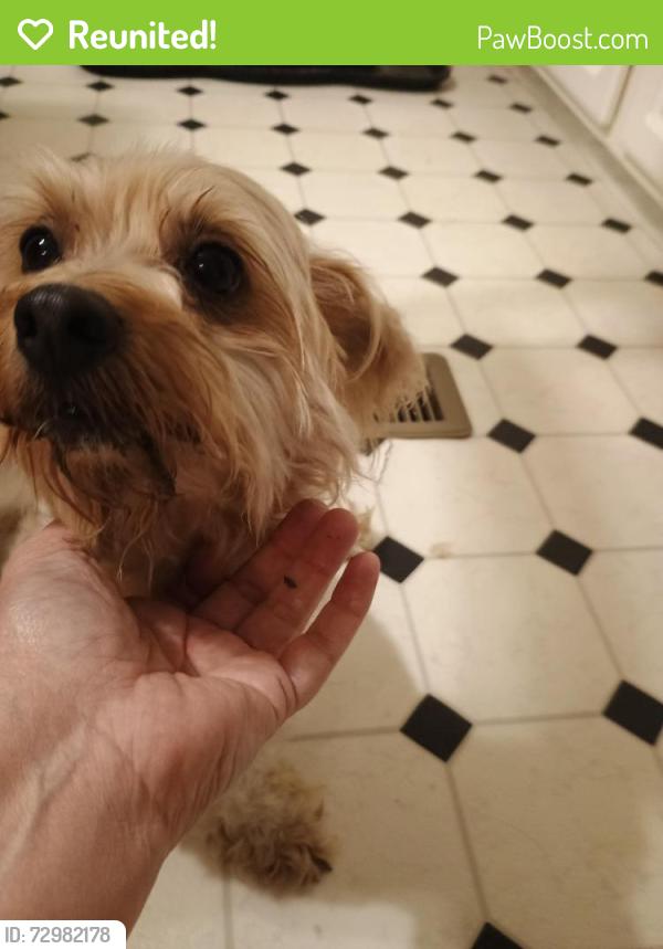 Reunited Male Dog last seen Brick Kiln Rd , Pitt County, NC 27858