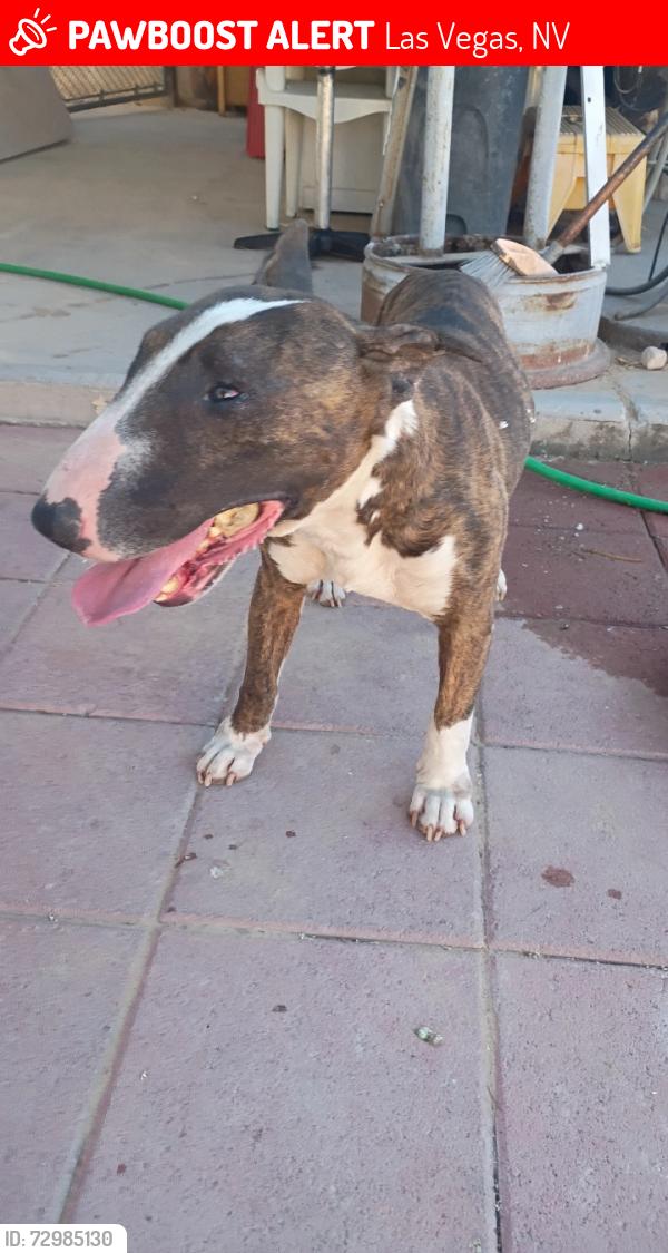 Lost Male Dog last seen Harmon and nellis, Las Vegas, NV 89121