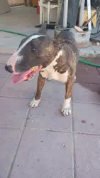 Lost Male Dog last seen Harmon and nellis, Las Vegas, NV 89121