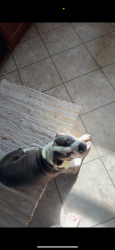 Reunited Male Dog last seen Barrington blvd Parma heights Ohio , Parma Heights, OH 44130