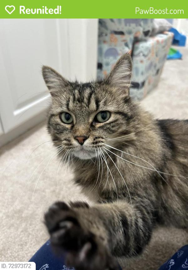Reunited Male Cat last seen So Highland Ave and San Sevaine  - Adelina Community , Fontana, CA 92336
